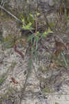 Greater Florida spurge